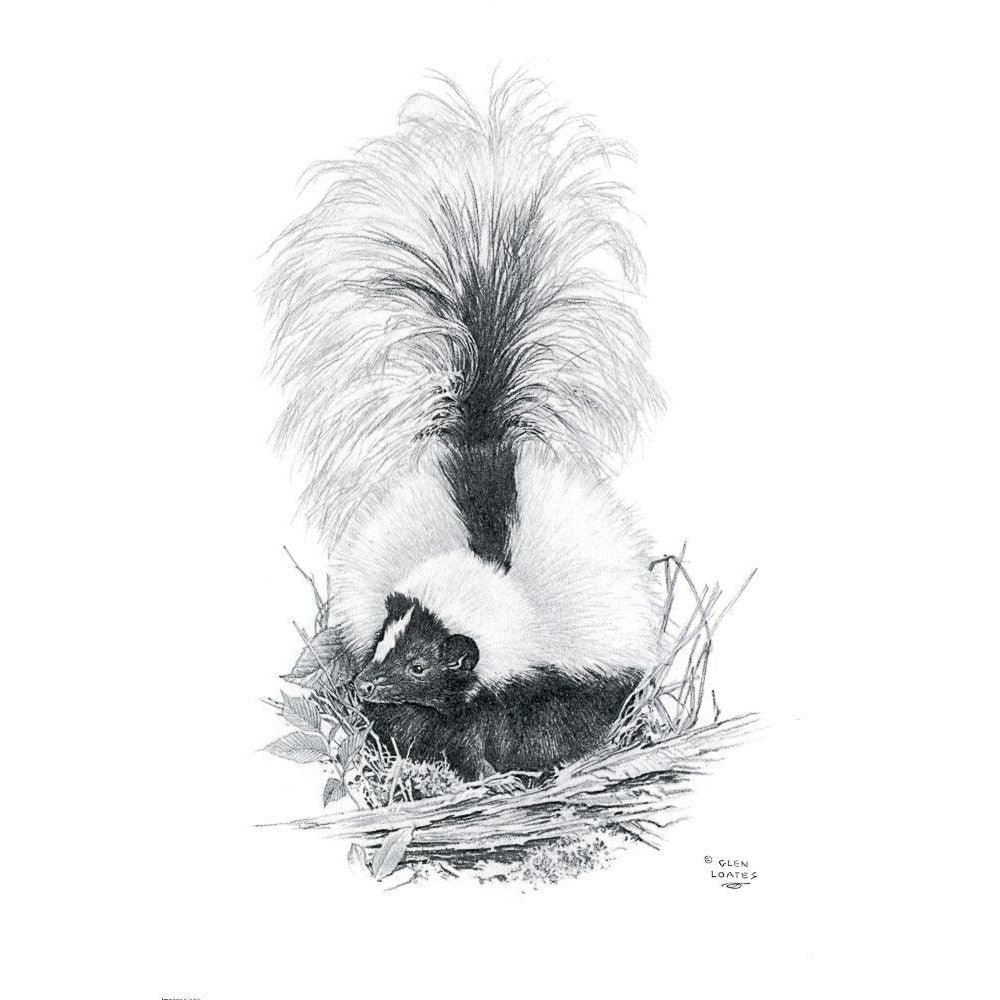 Striped Skunk - Framed Print | Artwork by Glen Loates
