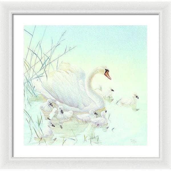 Swan Family - Framed Print | Artwork by Glen Loates