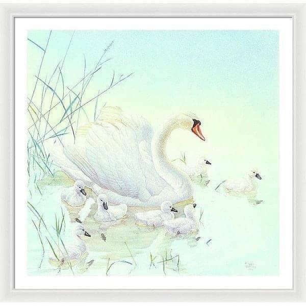 Swan Family - Framed Print | Artwork by Glen Loates