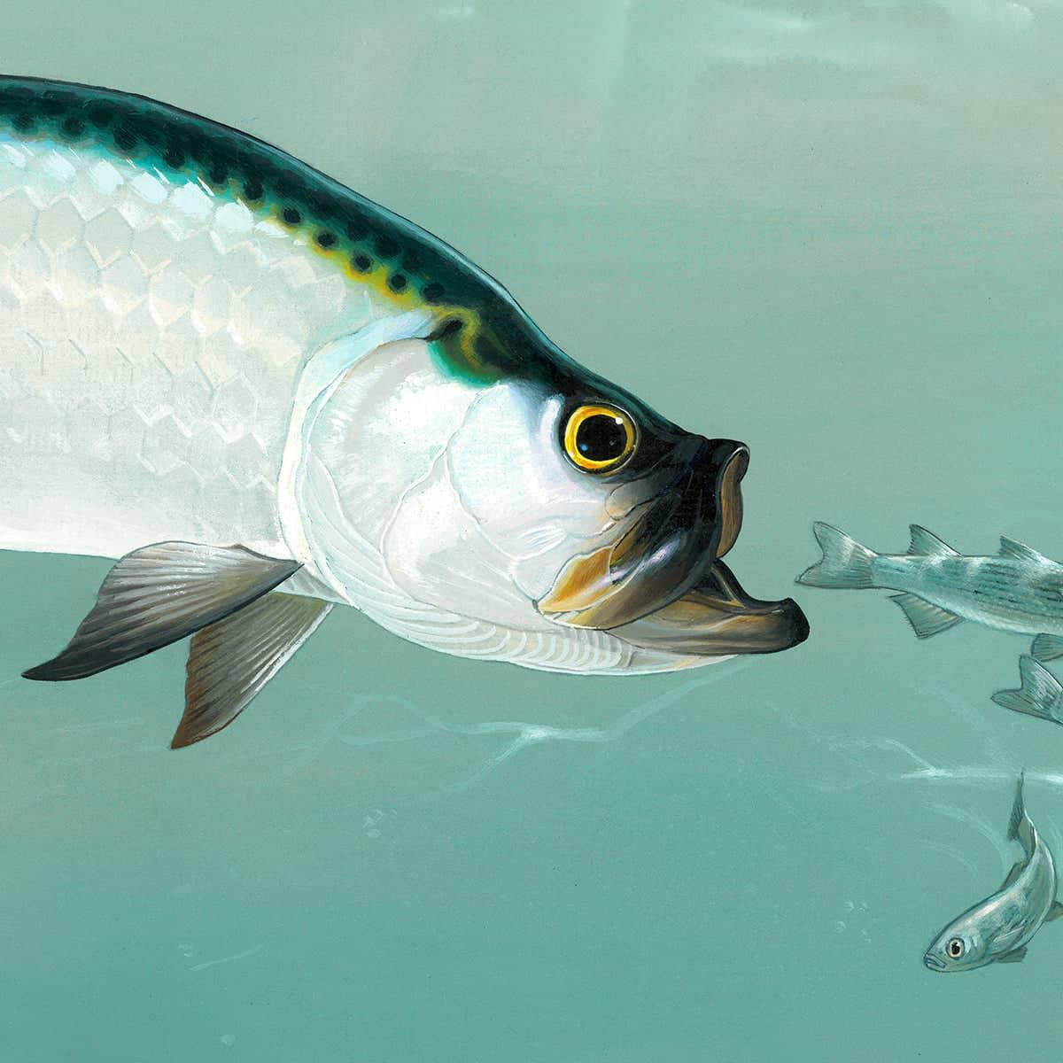 Tarpon - Framed Print | Artwork by Glen Loates