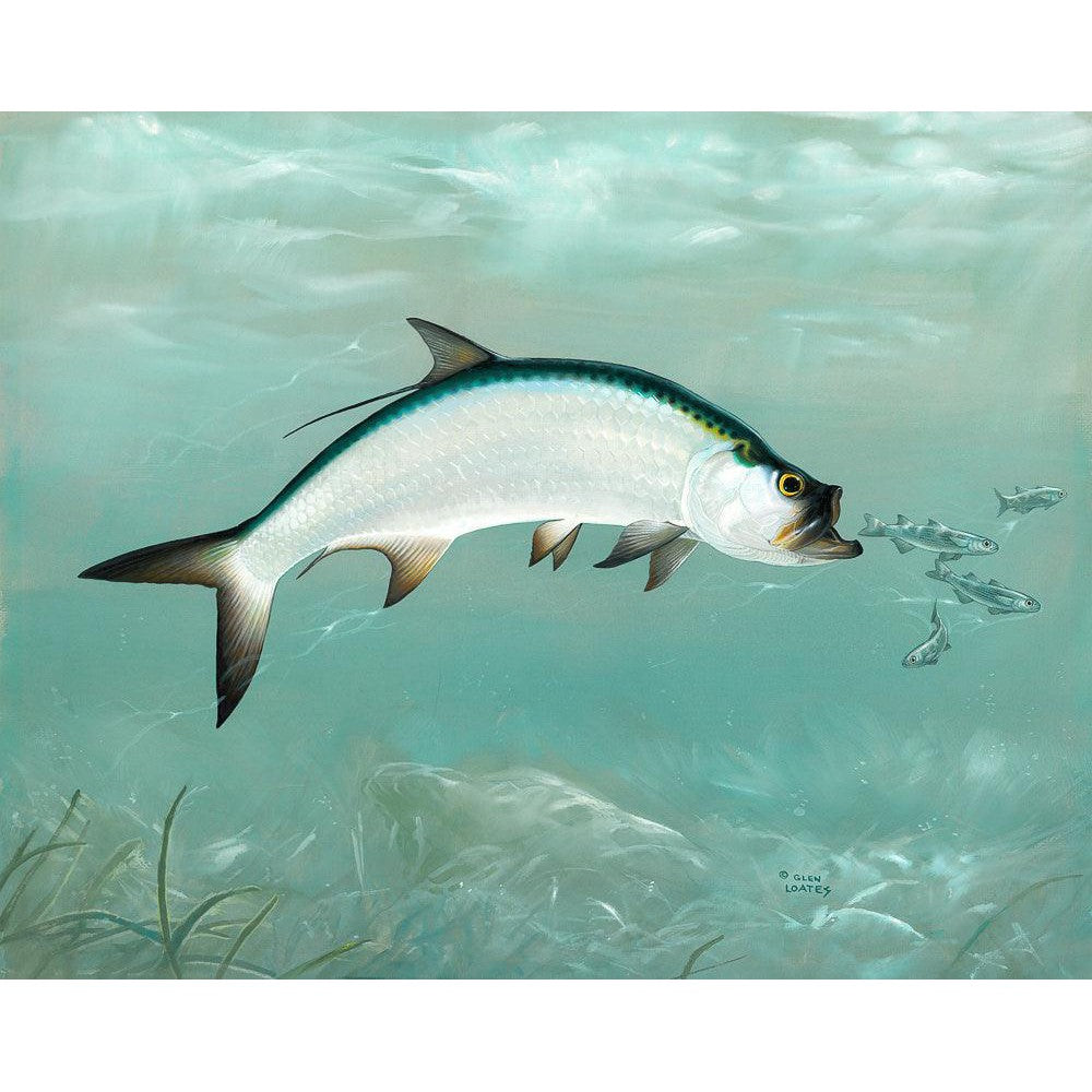 Tarpon - Framed Print | Artwork by Glen Loates