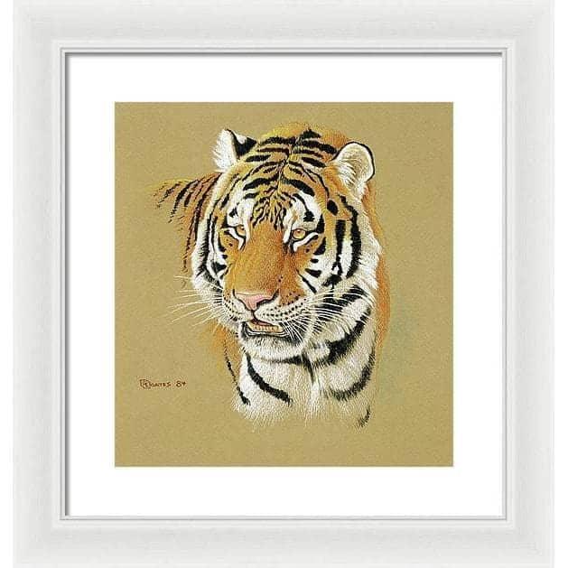 Tiger Portrait - Framed Print | Artwork by Glen Loates