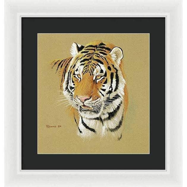 Tiger Portrait - Framed Print | Artwork by Glen Loates