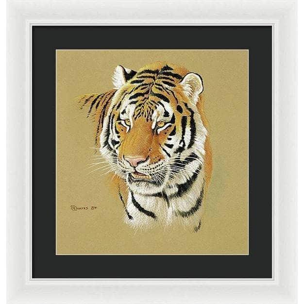 Tiger Portrait - Framed Print | Artwork by Glen Loates