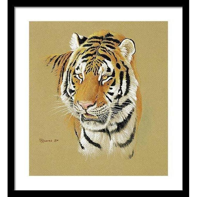 Tiger Portrait - Framed Print | Artwork by Glen Loates