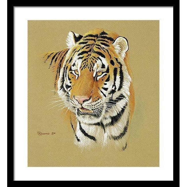 Tiger Portrait - Framed Print | Artwork by Glen Loates
