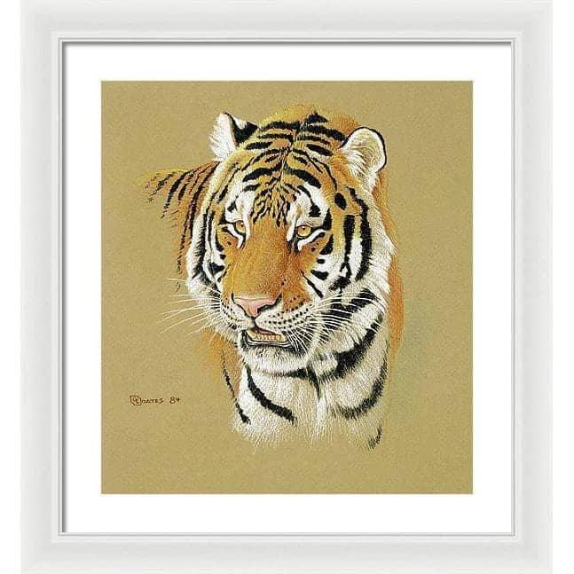 Tiger Portrait - Framed Print | Artwork by Glen Loates