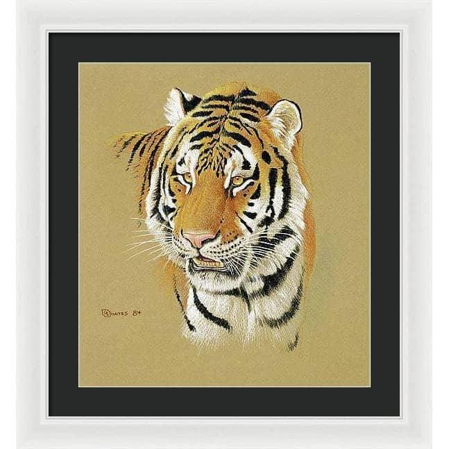 Tiger Portrait - Framed Print | Artwork by Glen Loates