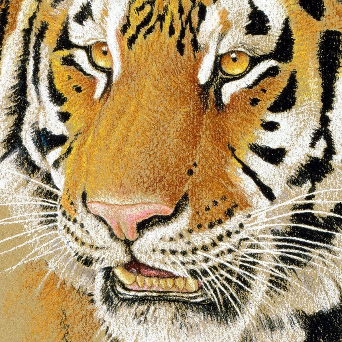 Tiger Portrait - Framed Print | Artwork by Glen Loates