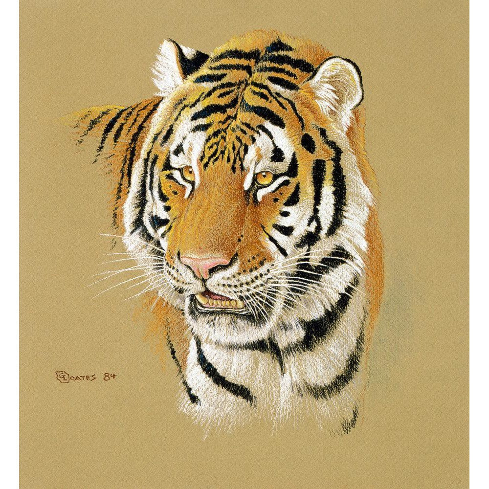 Tiger Portrait - Framed Print | Artwork by Glen Loates