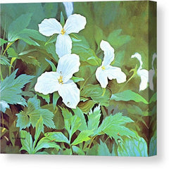 Gallery Canvas