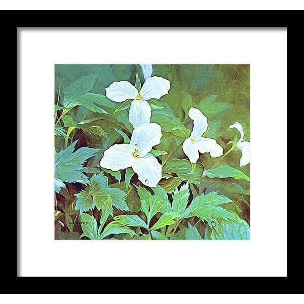 Trillium - Framed Print | Artwork by Glen Loates