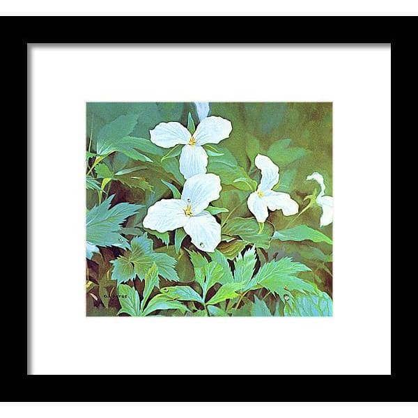 Trillium by Glen Loates, framed piece in a black frame with a white mat