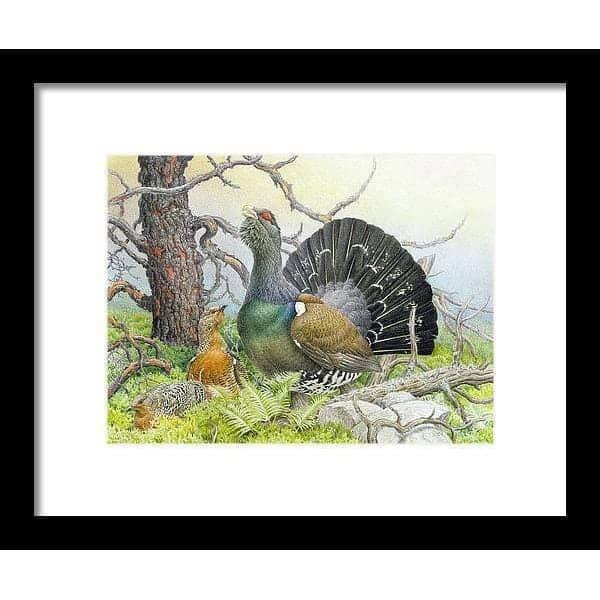 Western Capercaillie by Glen Loates, framed piece in a black frame with a white mat