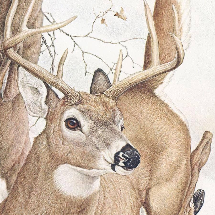 White-tailed Deer - Canvas Print | Artwork by Glen Loates