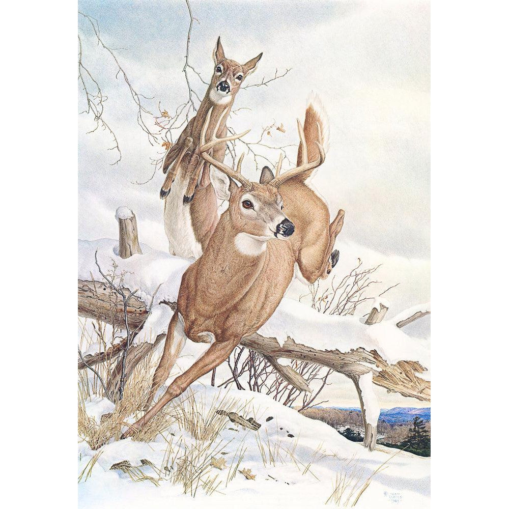 White-tailed Deer - Canvas Print | Artwork by Glen Loates