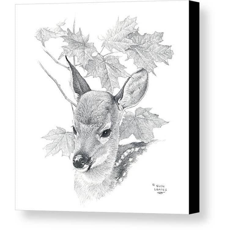 White Tailed Deer Fawn Portrait by Glen Loates, gallery canvas with black wrapped edges
