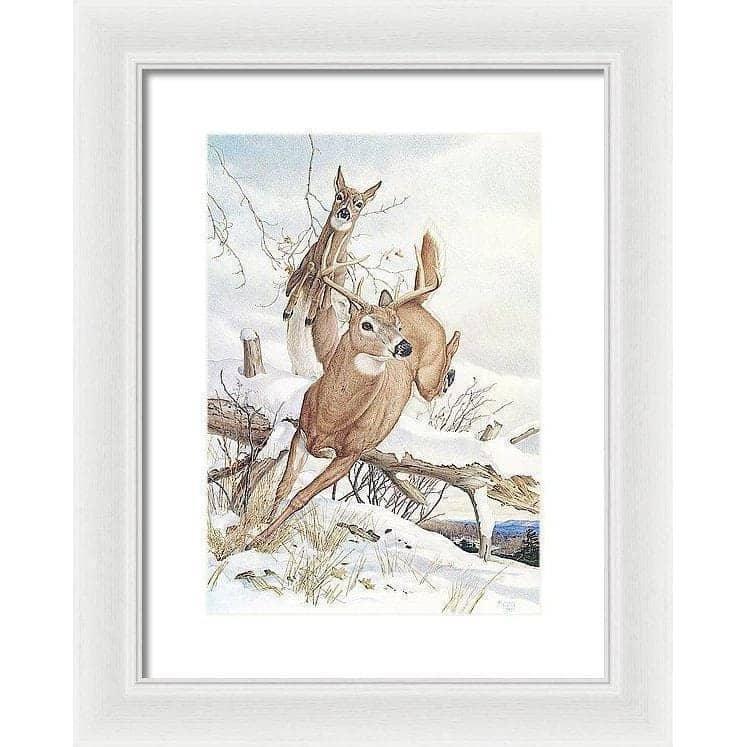 White-tailed Deer - Framed Print | Artwork by Glen Loates