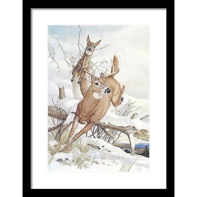 White-tailed Deer - Framed Print | Artwork by Glen Loates