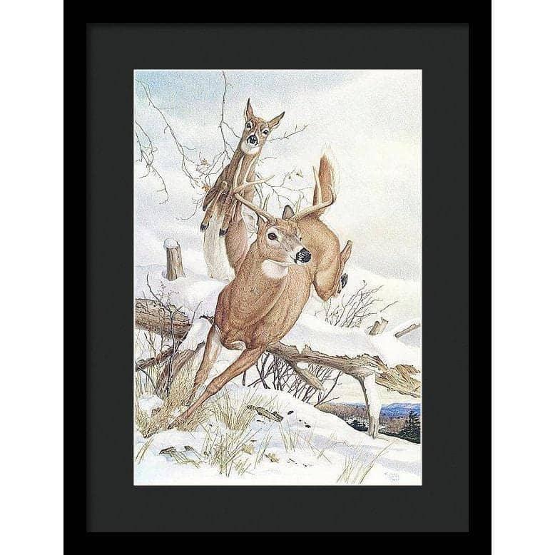 White-tailed Deer - Framed Print | Artwork by Glen Loates