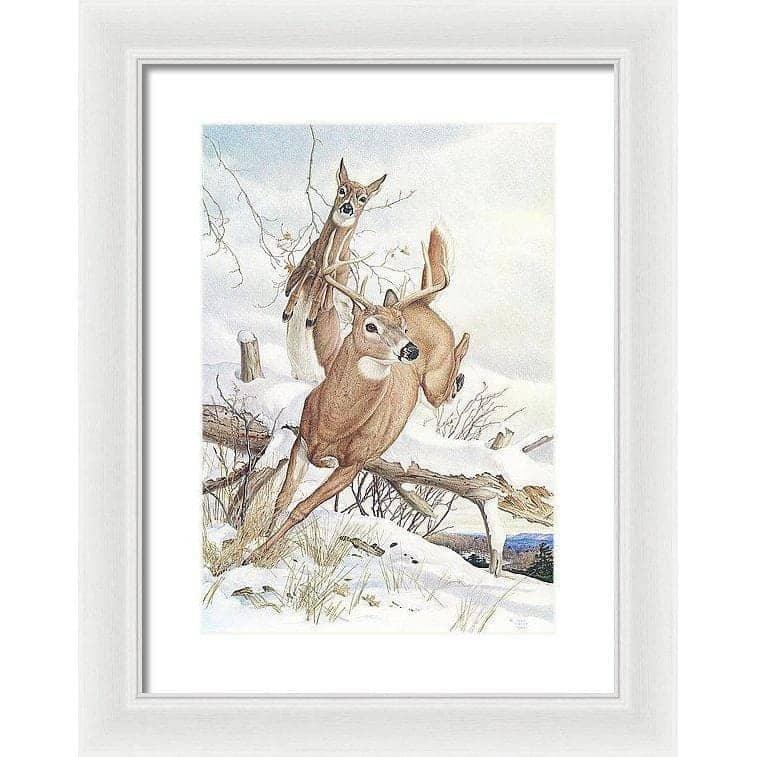 White-tailed Deer - Framed Print | Artwork by Glen Loates