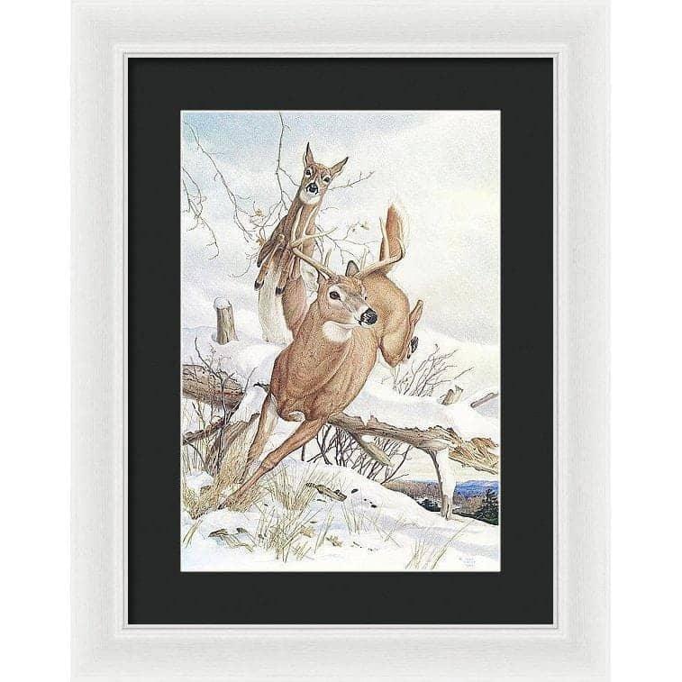 White-tailed Deer - Framed Print | Artwork by Glen Loates