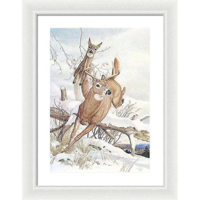 White-tailed Deer - Framed Print | Artwork by Glen Loates