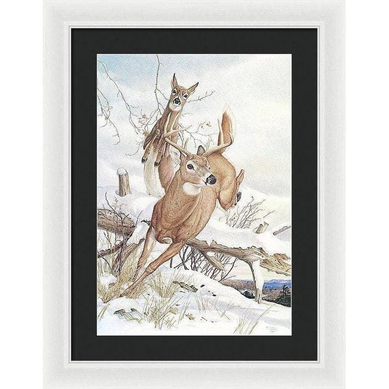 White-tailed Deer - Framed Print | Artwork by Glen Loates