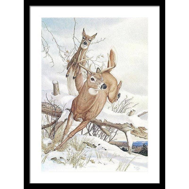 White-tailed Deer - Framed Print | Artwork by Glen Loates