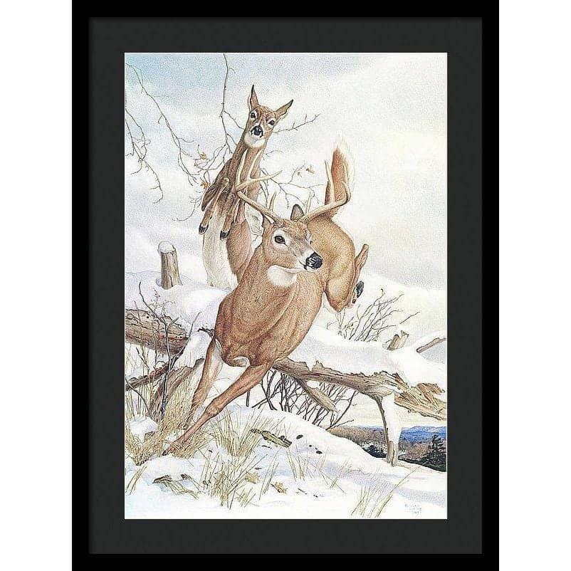 White-tailed Deer - Framed Print | Artwork by Glen Loates