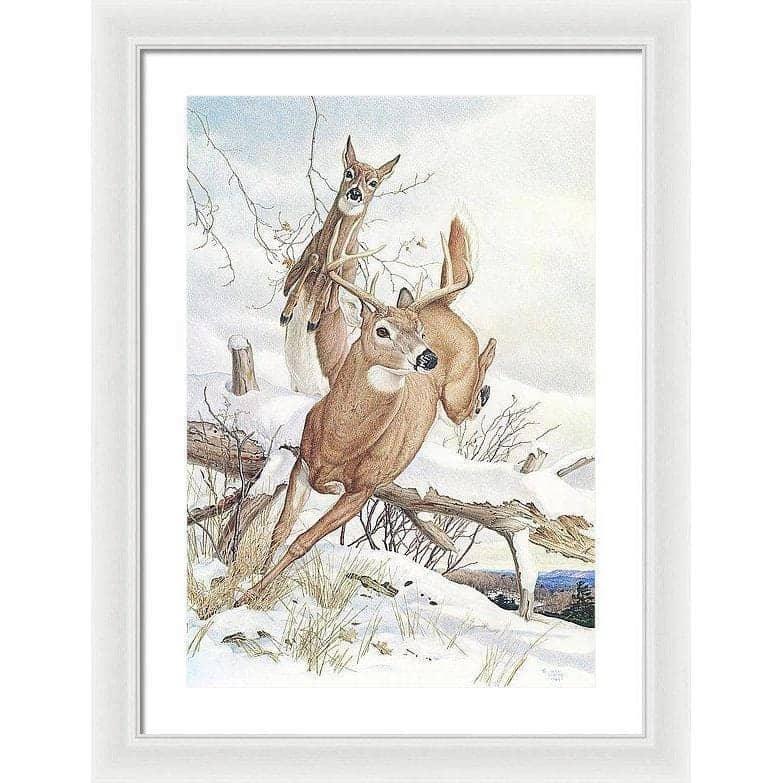 White-tailed Deer - Framed Print | Artwork by Glen Loates