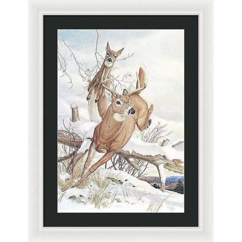 White-tailed Deer - Framed Print | Artwork by Glen Loates