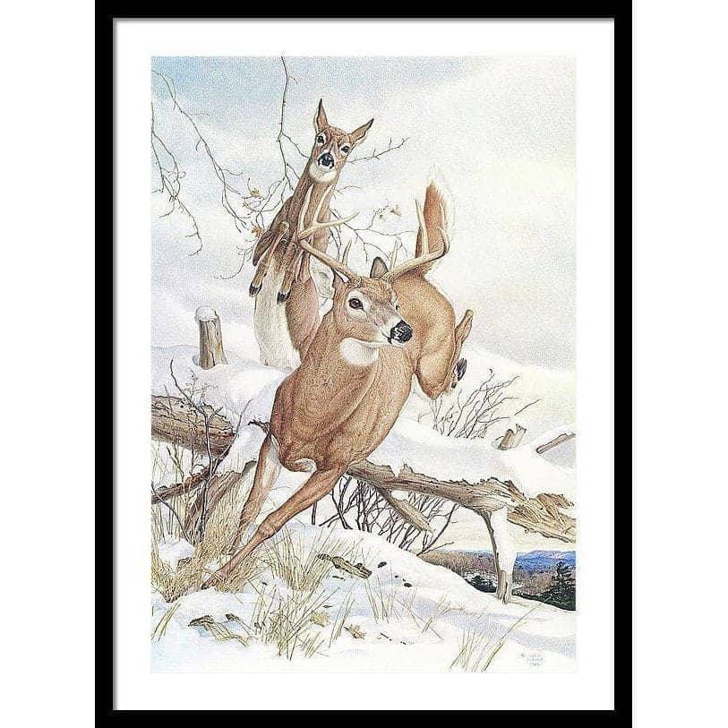White-tailed Deer - Framed Print | Artwork by Glen Loates