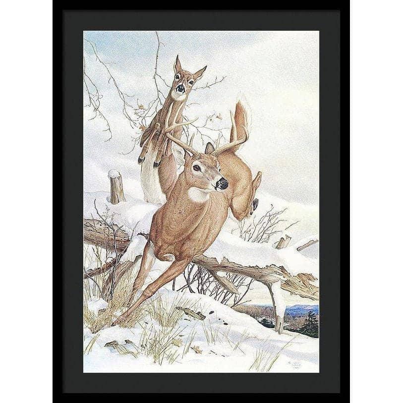 White-tailed Deer - Framed Print | Artwork by Glen Loates