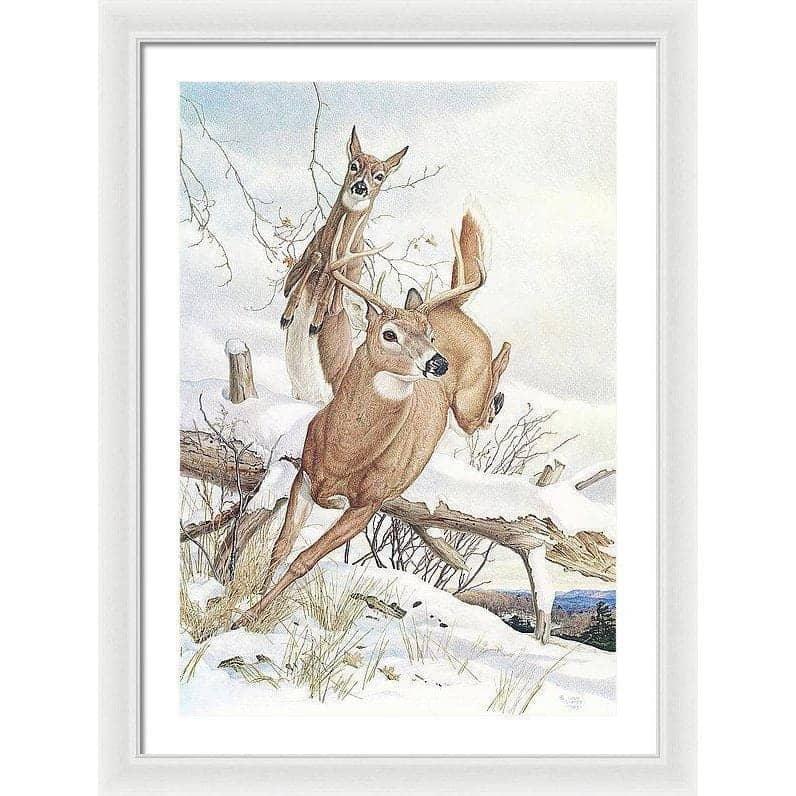 White-tailed Deer - Framed Print | Artwork by Glen Loates
