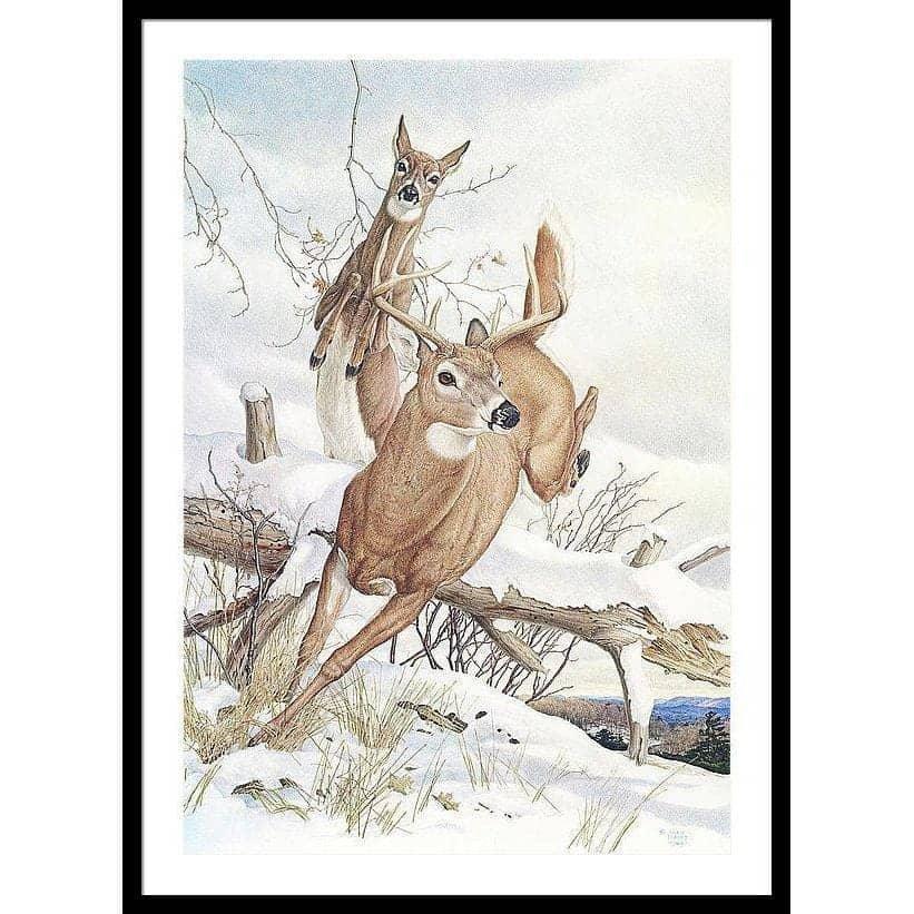 White-tailed Deer - Framed Print | Artwork by Glen Loates
