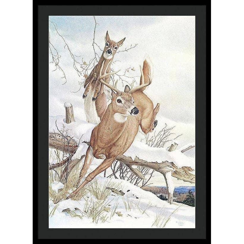 White-tailed Deer - Framed Print | Artwork by Glen Loates