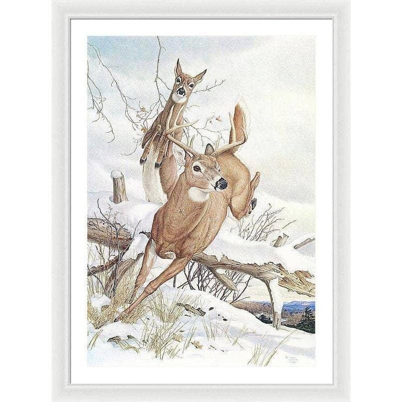 White-tailed Deer - Framed Print | Artwork by Glen Loates