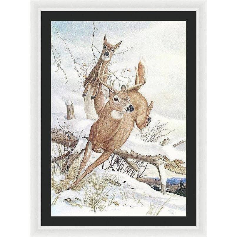 White-tailed Deer - Framed Print | Artwork by Glen Loates