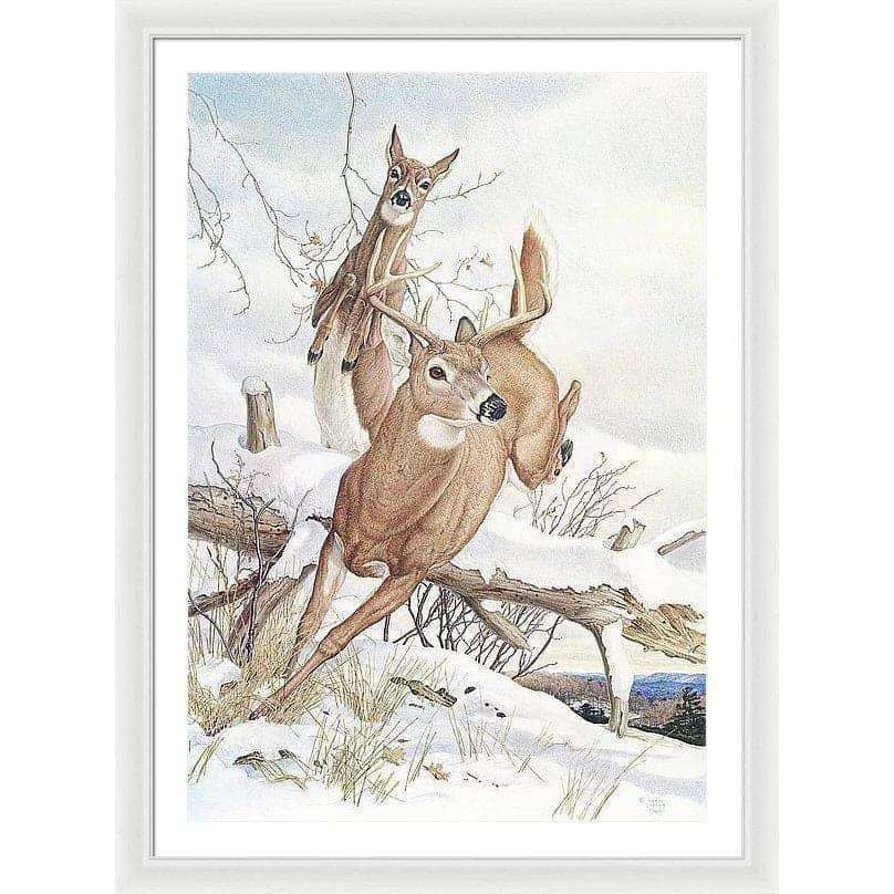 White-tailed Deer - Framed Print | Artwork by Glen Loates