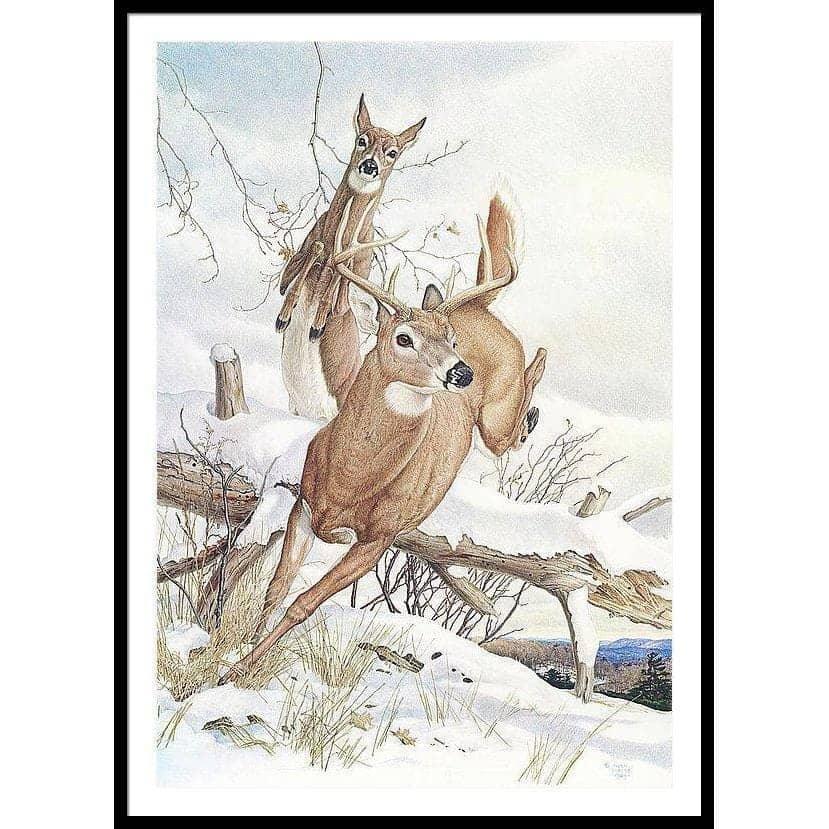 White-tailed Deer - Framed Print | Artwork by Glen Loates