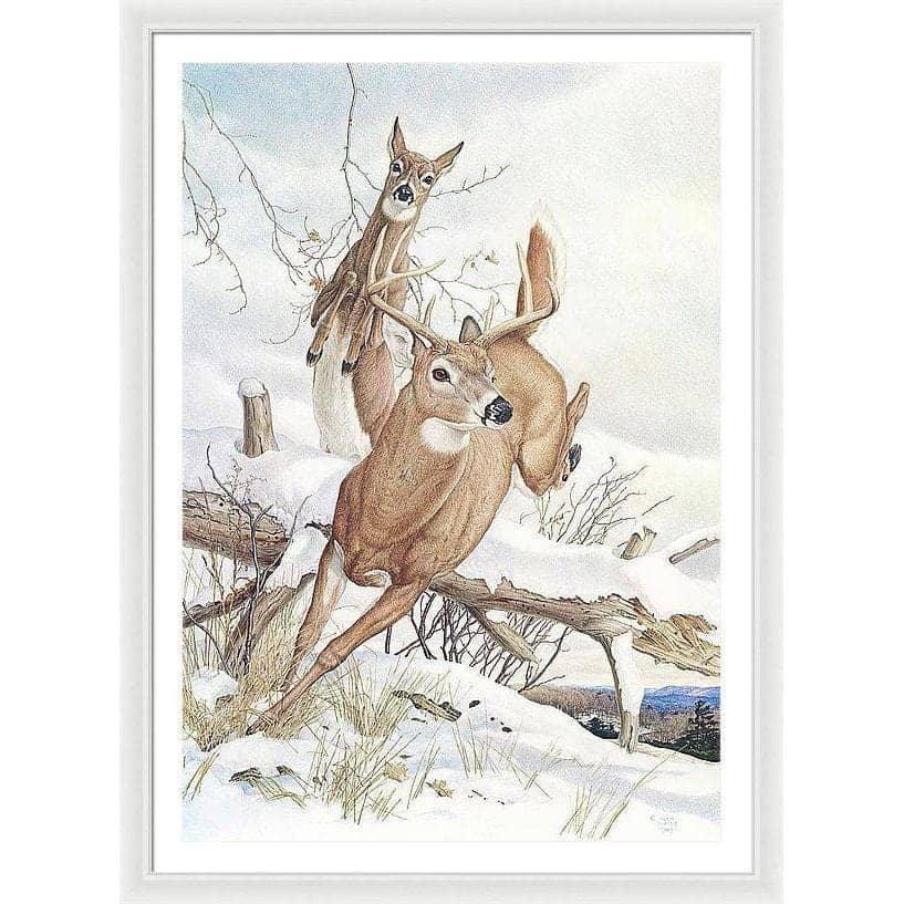 White-tailed Deer - Framed Print | Artwork by Glen Loates