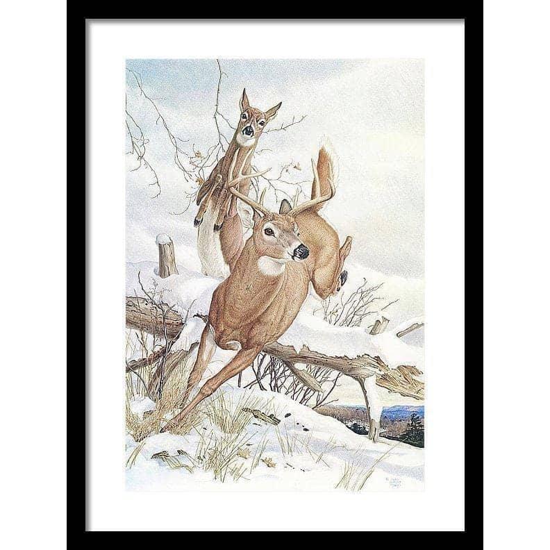 White-tailed Deer - Framed Print | Artwork by Glen Loates