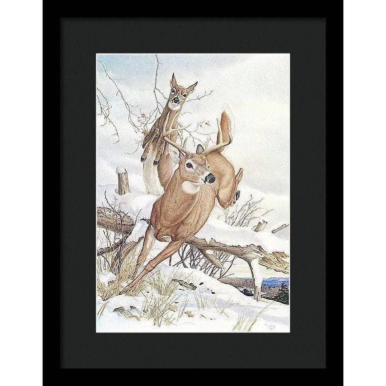 White-tailed Deer - Framed Print | Artwork by Glen Loates