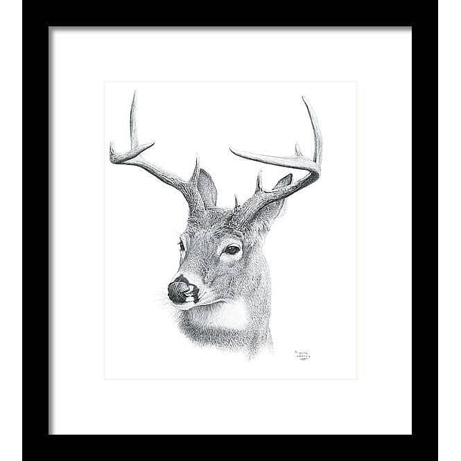 White-tailed Deer Portrait - Framed Print | Artwork by Glen Loates