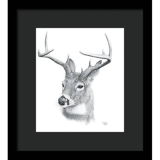 White-tailed Deer Portrait - Framed Print | Artwork by Glen Loates