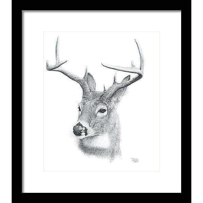 White-tailed Deer Portrait - Framed Print | Artwork by Glen Loates
