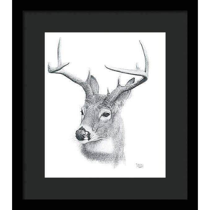White-tailed Deer Portrait - Framed Print | Artwork by Glen Loates