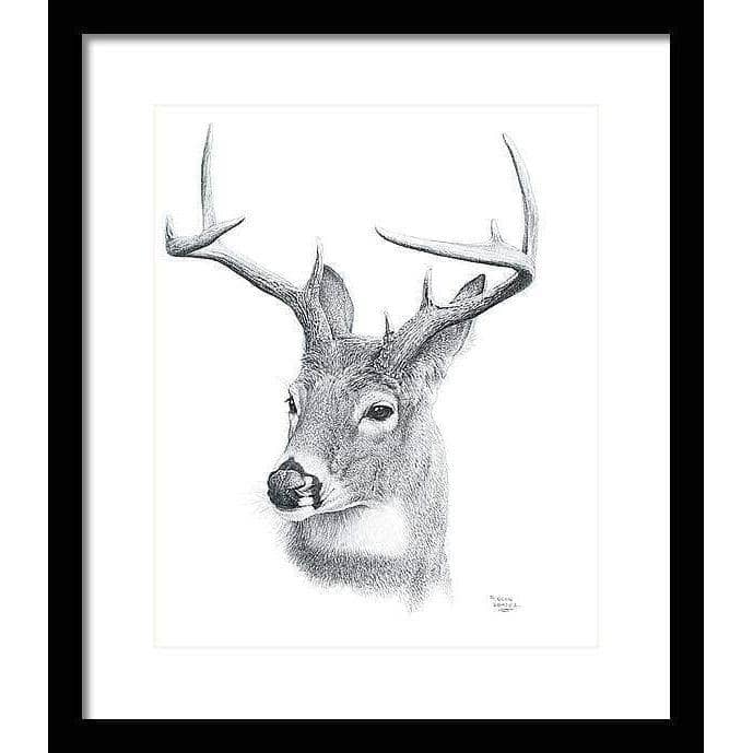 White-tailed Deer Portrait - Framed Print | Artwork by Glen Loates