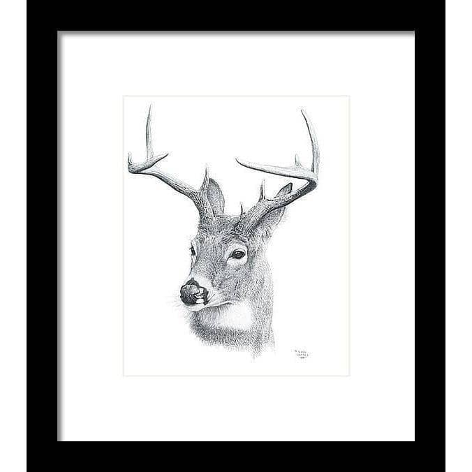 White-tailed Deer Portrait - Framed Print | Artwork by Glen Loates